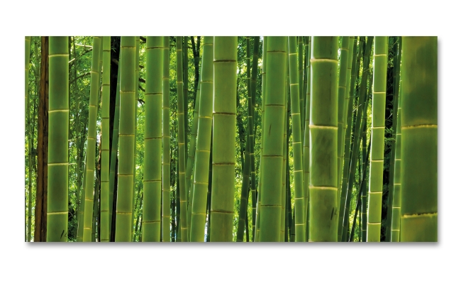 Spritzschutz Küche Bamboo Forest