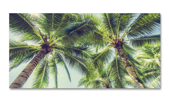 Spritzschutz Küche Karibische Palmen