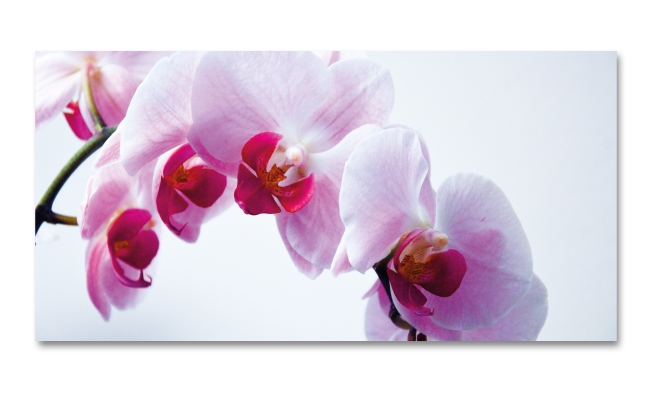 Spritzschutz Küche Orchideen Bild