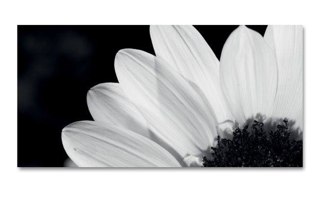 Spritzschutz Küche Schwarz Weiß Blume