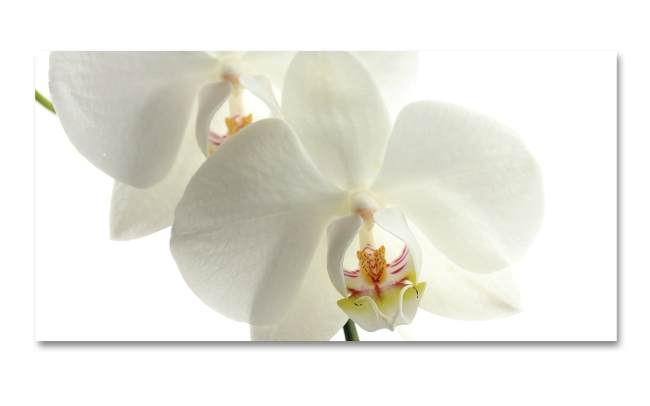 Spritzschutz Küche Orchidee