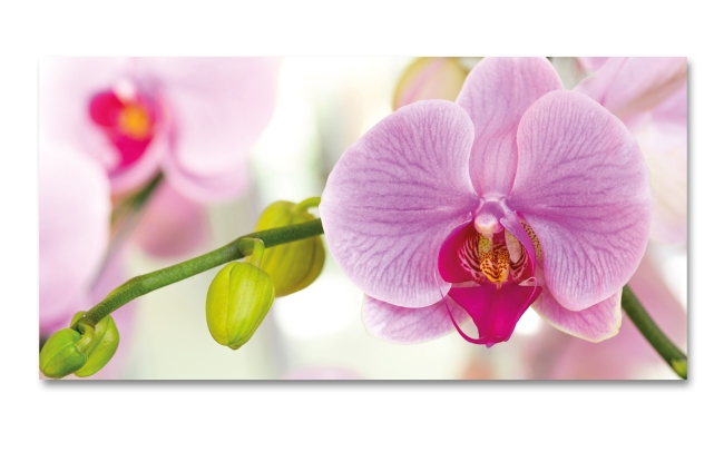 Spritzschutz Küche Farbige Orchidee