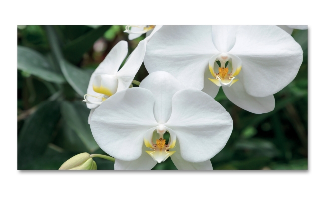Spritzschutz Küche Weiße Orchidee