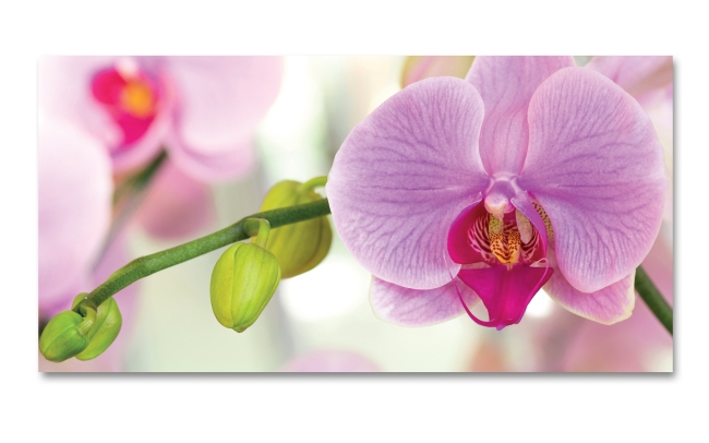 Spritzschutz Küche Orchidee