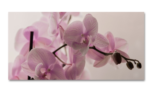 Spritzschutz Küche Schöne Orchidee