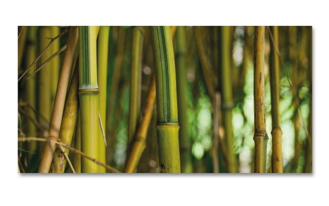 Spritzschutz Küche Bambusrohre