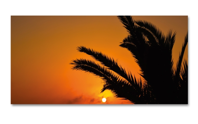 Spritzschutz Küche Palme Sonnenuntergang