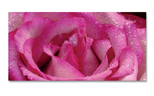 Spritzschutz Küche Rose Regentropfen