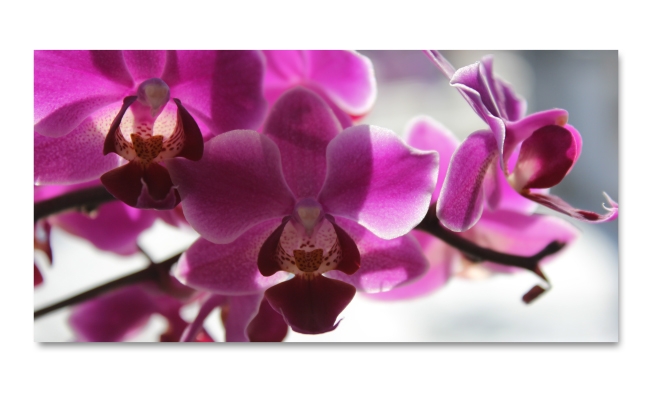 Spritzschutz Küche Wilde Orchidee