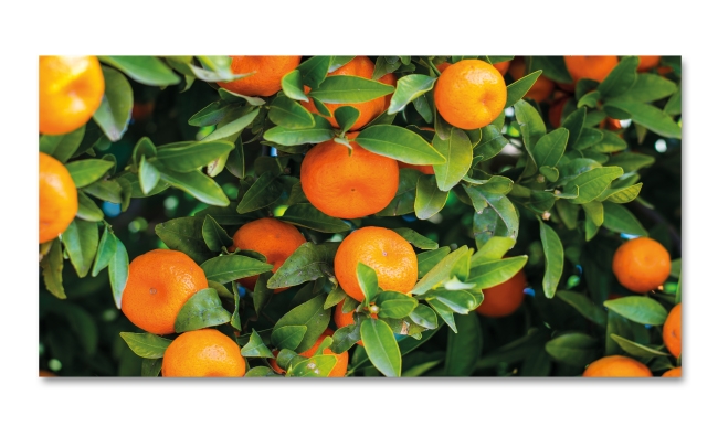 Spritzschutz Küche Orangenbaum