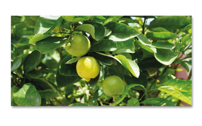 Spritzschutz Küche Zitronenbaum