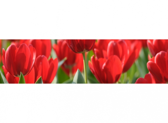 Küchenrückwand Rote Tulpen