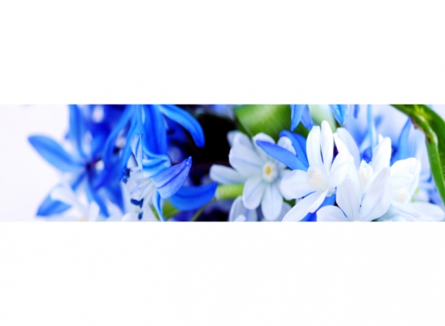 Küchenrückwand Blaue Blütenpracht