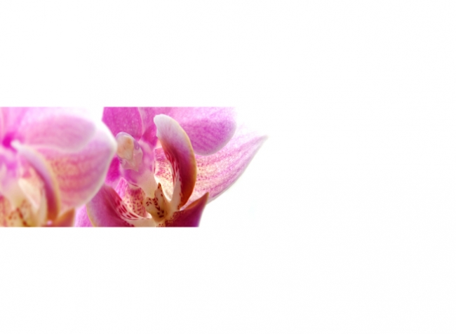 Küchenrückwand Makroaufnahme Orchidee
