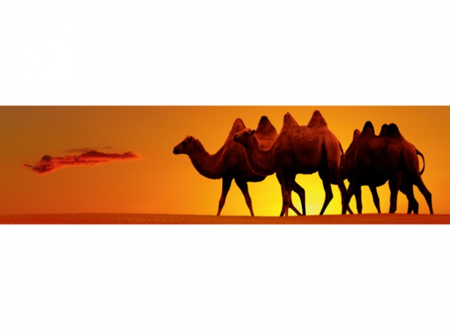 Küchenrückwand Kamele Wüste