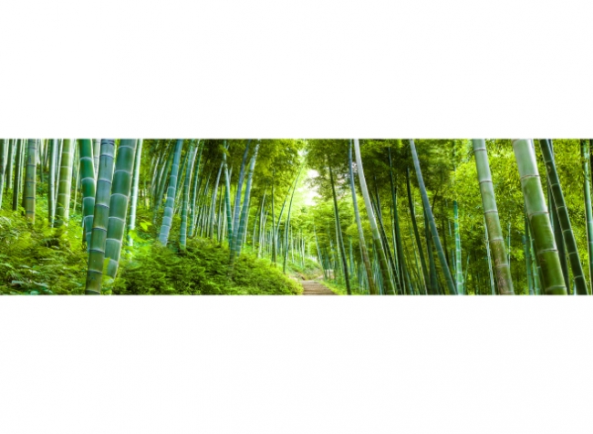 Küchenrückwand Bambuswald