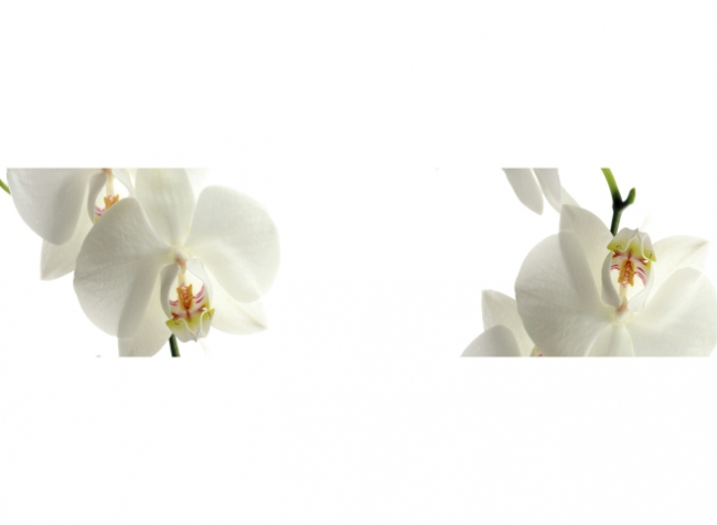 Küchenrückwand Phalaenopsis Orchidee