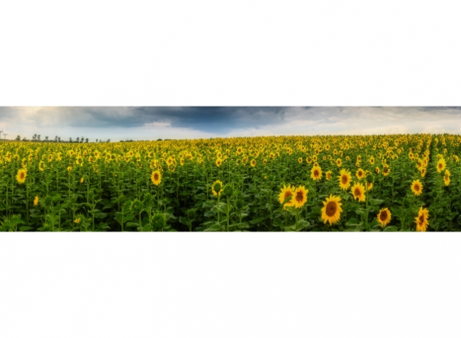 Küchenrückwand Sonnenblumen