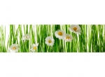 Küchenrückwand Gänseblümchen Gras