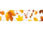 Küchenrückwand Folie Ahornblatt Herbst