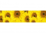 Küchenrückwand Sonnenblüte
