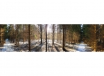 Küchenrückwand Wald Sonnenlicht