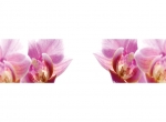 Küchenrückwand Rosa Orchideen
