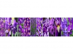 Küchenrückwand Blumenplantage