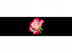Küchenrückwand Schwarz Weiß Rose