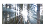 Spritzschutz Küche Sonne im Wald